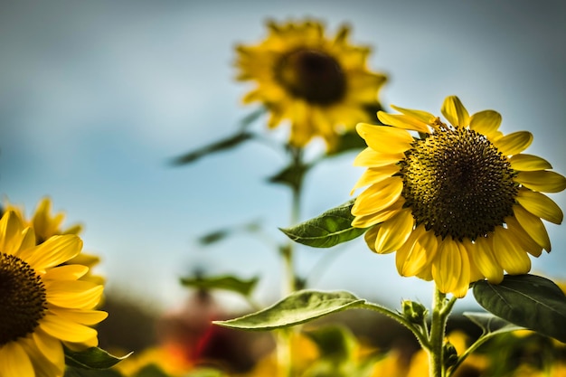 Gros plan sur fond naturel de tournesol