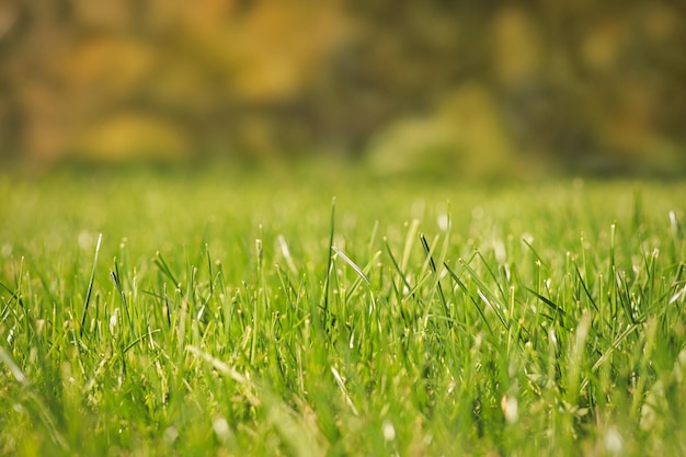 Gros plan de fond de pelouses vertes fraîches avec des arbres d'automne sur le bokeh Espace de copie de mise au point sélective sélective