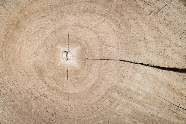 Photo gros plan fond de texture bois macro