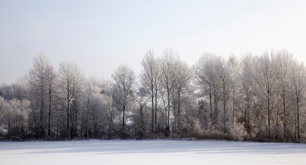 Gros plan sur la forêt d'hiver