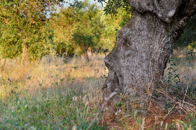 Gros plan d'une forme de visage humain atmosphérique d'olivier des Pouilles sur une oliveraie dans les Pouilles, Italie du Sud