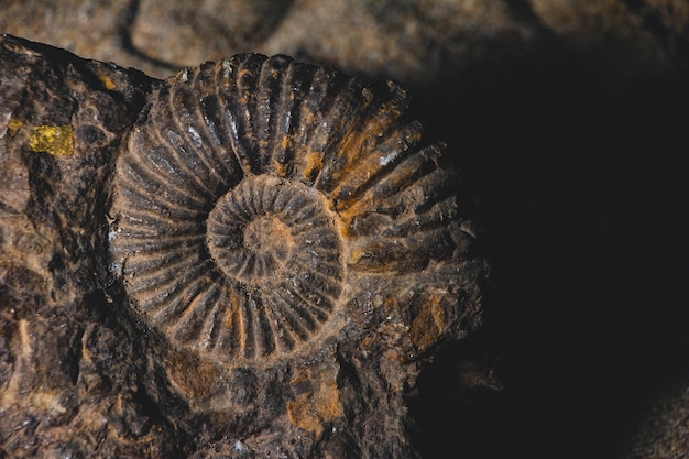 Gros Plan De Fossile Préhistorique Ammonite Intégré Dans Le Concept De La Paléontologie