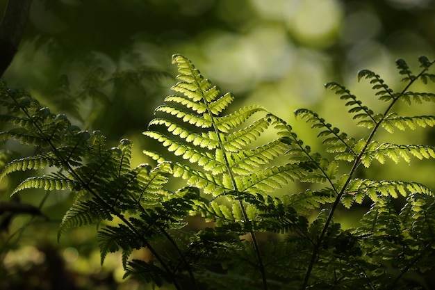 Gros plan de fougère dans la forêt