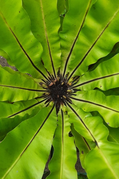 gros plan sur une fougère nid d'oiseau, photo macro d'une feuille verte, arrière-plan.