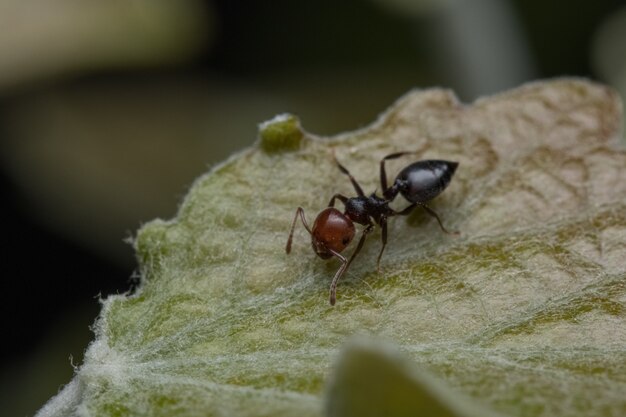 Gros plan d'une fourmi sur la feuille verte