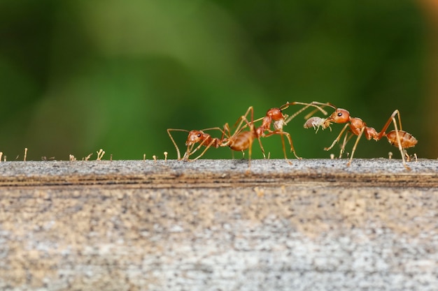 Gros plan fourmi rouge sur arbre dans la nature