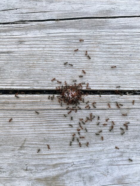 Gros plan des fourmis mangeant des bonbons sucrés