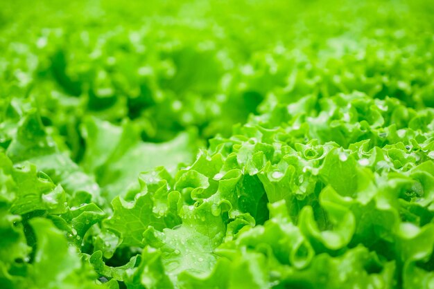 Gros plan Frais bio feuilles vertes salade de laitue plante dans le système de ferme de légumes hydroponiques