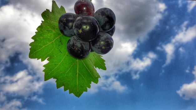 Photo un gros plan de fraise contre le ciel