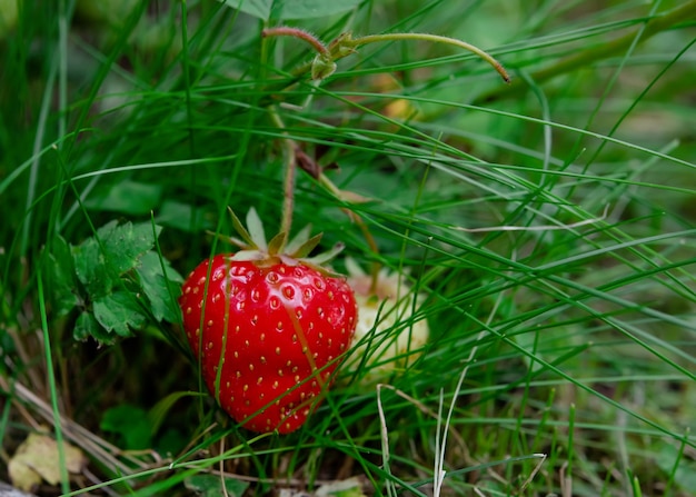Gros plan de fraise sur l'herbe verte en journée d'été ensoleillée
