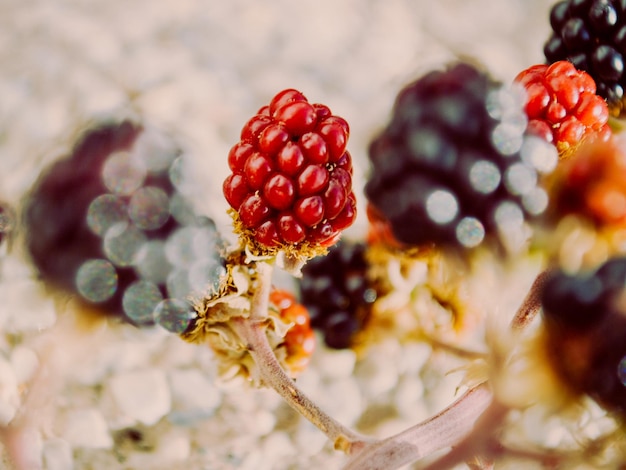 Photo un gros plan de la fraise