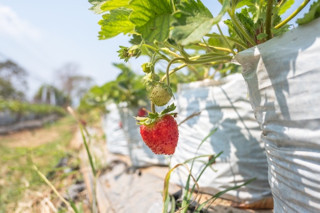 Photo gros plan de fraises biologiques fraîches. fraise à la ferme. concept agricole.