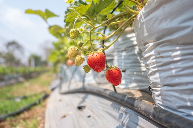 Gros plan de fraises biologiques fraîches. Fraise à la ferme. Concept agricole.