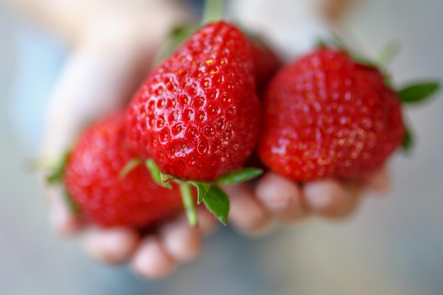 Gros plan de fraises fraîches Enfant tenant une fraise dans les mains