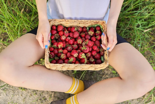 Gros plan de fraises mûres fraîches dans un panier entre les mains d'une femme sur la nature