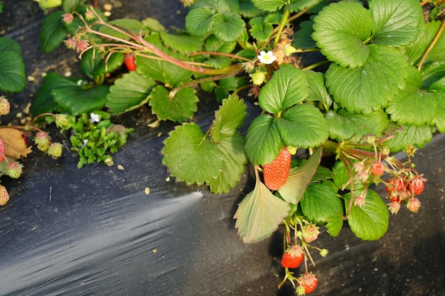 Un gros plan d'un fraisier avec les feuilles sur le dessus