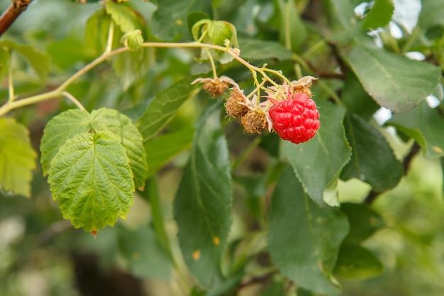 Gros plan de la framboise mûre dans le jardin fruitier