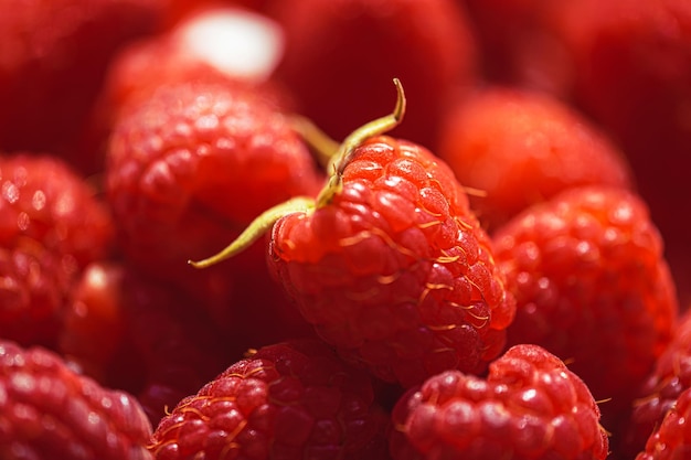 Gros plan de framboises biologiques mûres