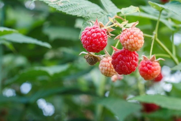 Gros plan de framboises mûres et non mûres sur bush dans le jardin.