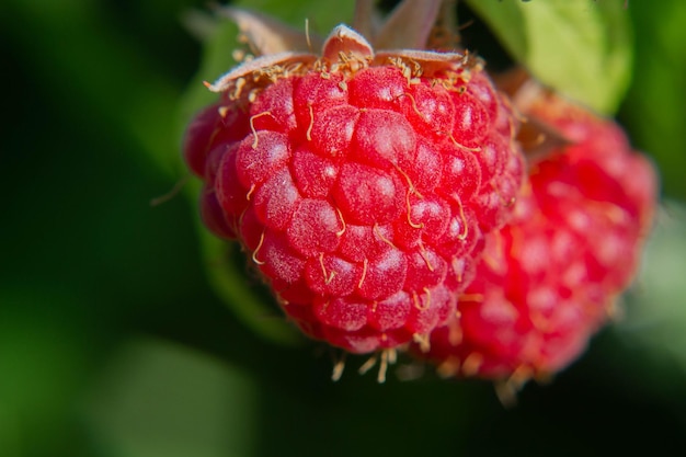 Gros plan de framboises mûres rouges