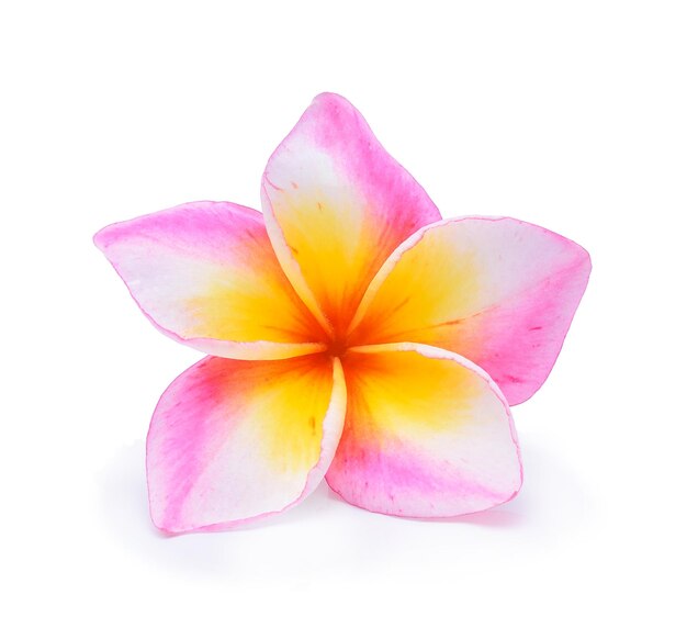 Photo un gros plan de frangipani rose sur un fond blanc