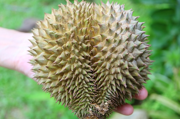 Gros plan d&#39;un fruit en forme de cœur de Durian, Thaïlande