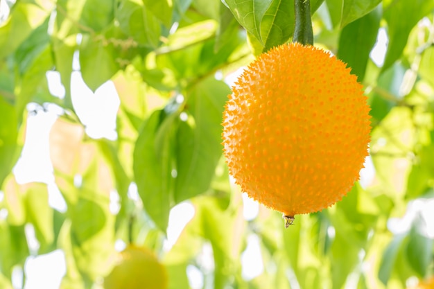 Gros plan, fruit, gac, bébé jacquier