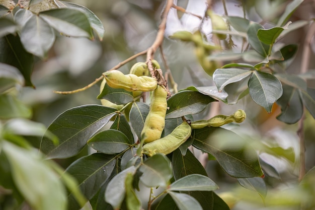 gros plan des fruits de l'arbre fruitier brésilien appelé inga