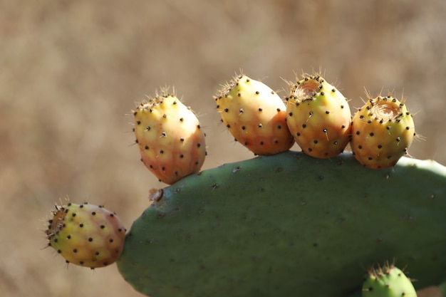 Gros plan des fruits de cactus vert bio dans le jardin