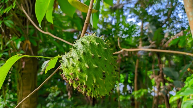 gros plan de fruits corossol vert