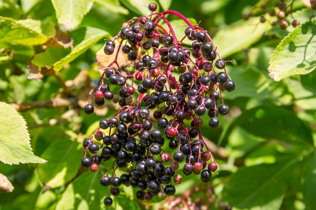 Gros plan sur les fruits du sureau noir (Sambucus nigra)