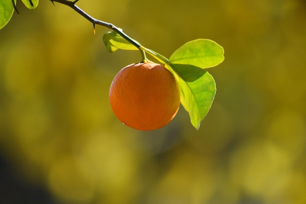 gros plan de fruits orange au coucher du soleil