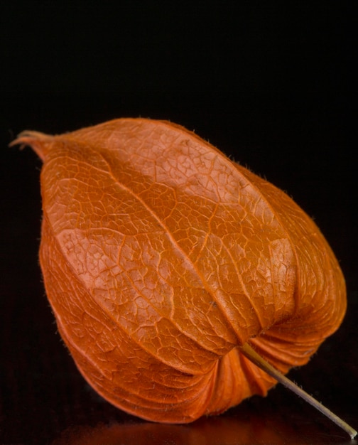 Gros plan de fruits Physalis sur fond noir