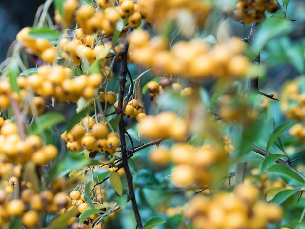 Un gros plan des fruits qui poussent sur l'arbre