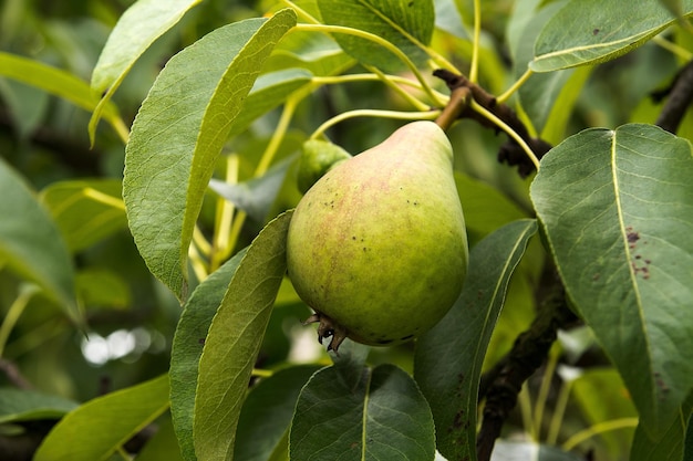 Un gros plan des fruits qui poussent sur l'arbre