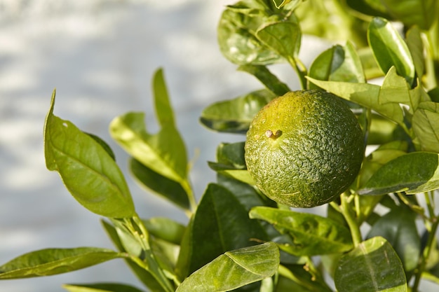 Gros plan de fruits verts poussant sur un arbre par une journée ensoleillée Zoom sur la texture et les détails d'un citron vert prêt à être cueilli dans une ferme biologique durable à la campagne Vue macro d'agrumes dans la nature