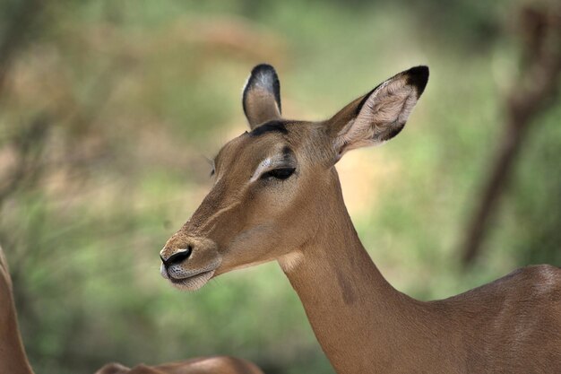 Un gros plan d'une gazelle sur la savane