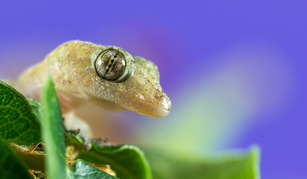 Gros plan d'un gecko sur fond violet