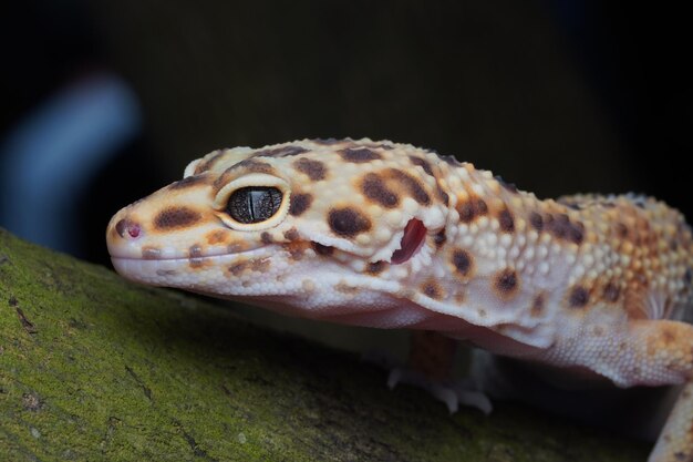 Gros plan Gecko léopard