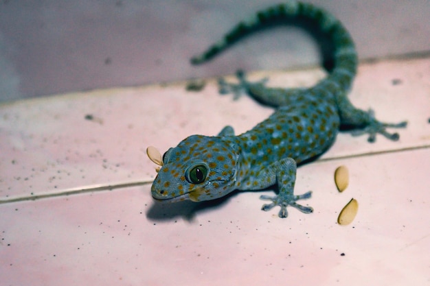 Gros Plan Gecko Manger Des Insectes Dans La Maison