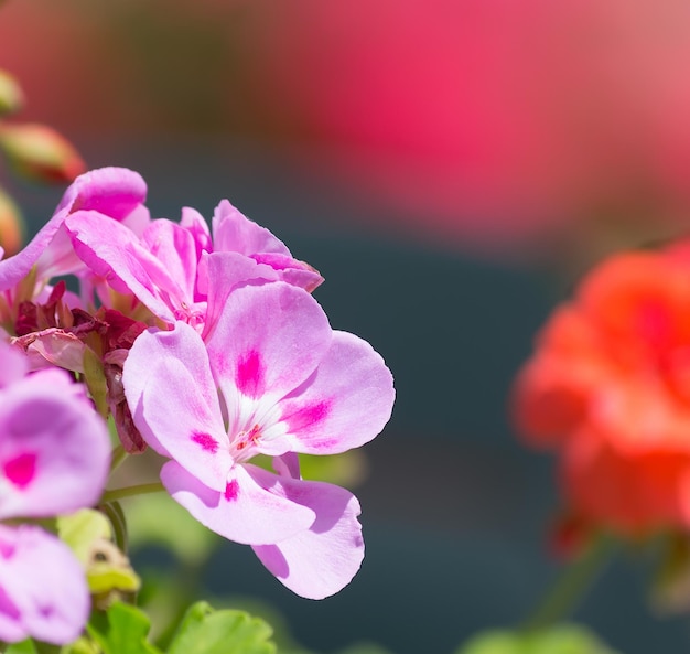 Gros plan de géranium rose avec des fleurs rouges sur le fond