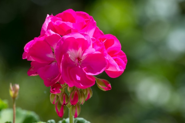 Gros plan sur le géranium rose