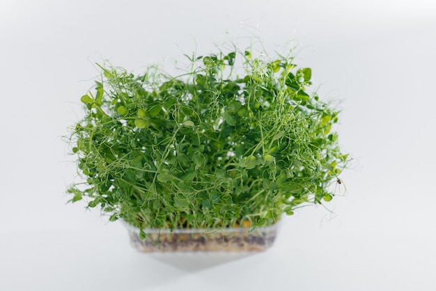 Gros plan de germes de pois micro-verts sur fond blanc dans un pot avec de la terre. Alimentation et mode de vie sains.