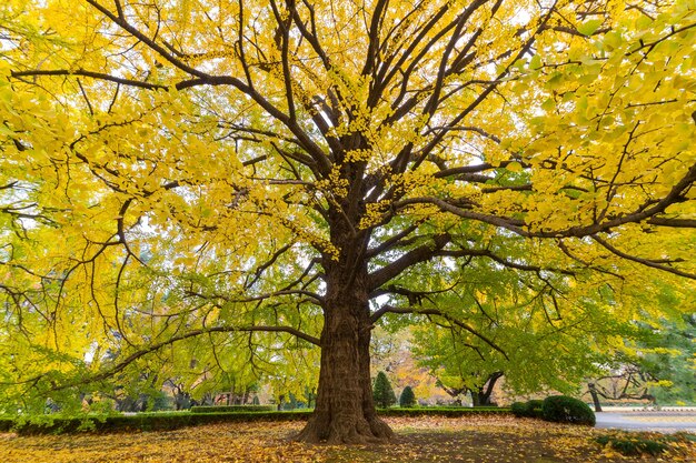 Gros plan, de, gingko, arbre, dans, automne