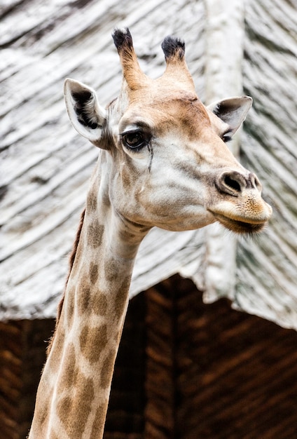 Gros plan, girafe, devant, zoo