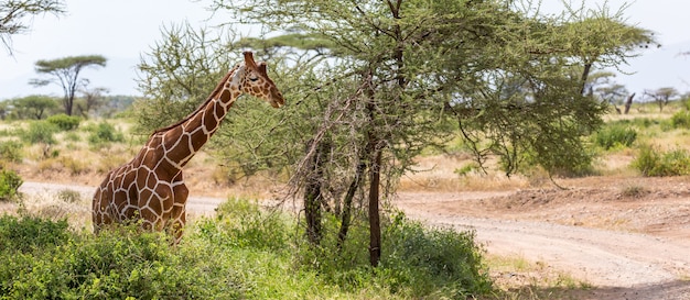 Le gros plan d'une girafe avec de nombreuses plantes en arrière-plan