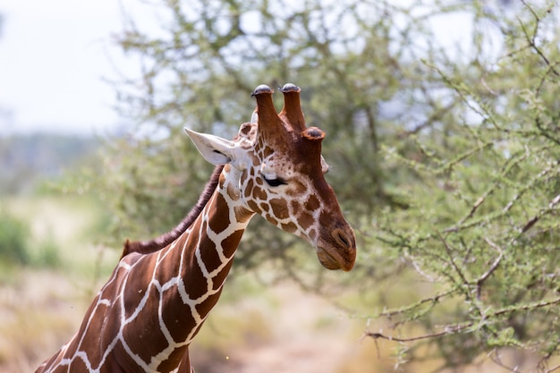 Gros plan d'une girafe avec de nombreuses plantes