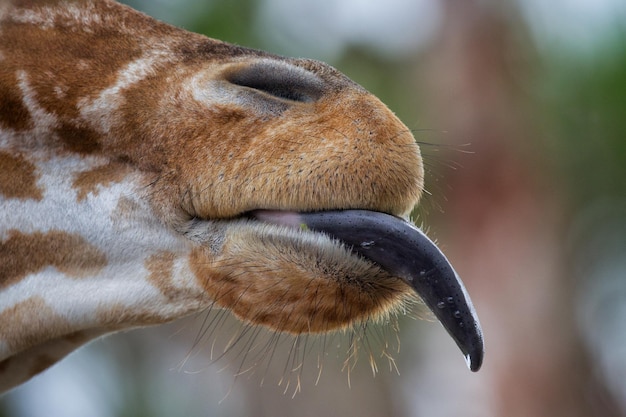 Un gros plan de la girafe