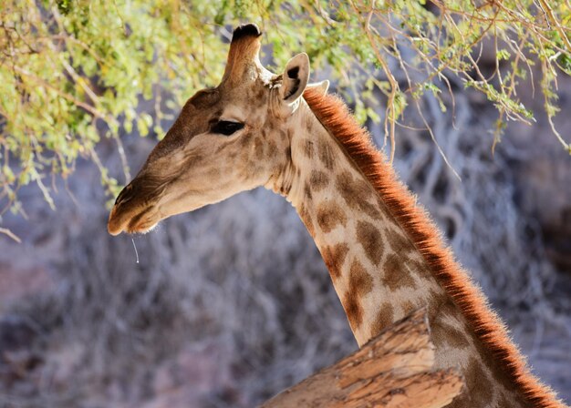 Photo un gros plan de la girafe