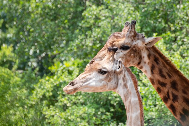 Gros plan, girafes